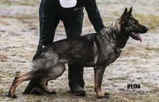 Hesi Zde-Sko Hesi Zde-Sko
