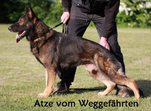 Atze vom Weggefährten Atze vom Weggefährten