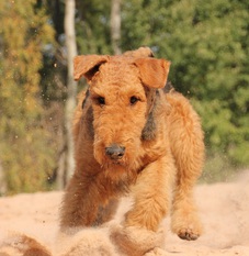 Lando von der Christinenheide Lando von der Christinenheide