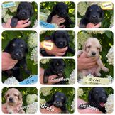 G-Wurf vom Nymphensee
11.07.2021   
7  Rüden (6 sm, 1 b)  und 3 Hündinnen (2 sm, 1 b)