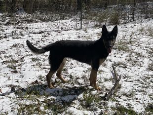 Dračí aus der Asche Dračí aus der Asche