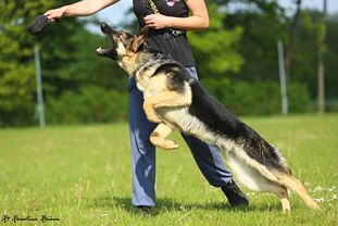 Ozzy European K9 training base Ozzy European K9 training base