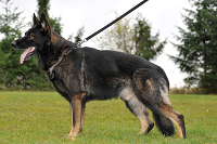 Idefix vom Brauberg Idefix vom Brauberg