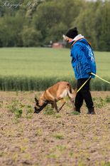 Quitte vom Mecklenburger Büffel Quitte vom Mecklenburger Büffel