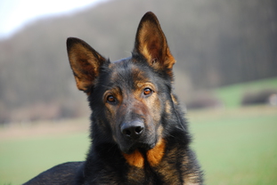 Hugo (SZ-R 20000137) Hugo (SZ-R 20000137)