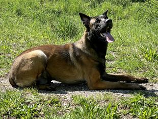 Cido COR A-?? (GIOMALI KENNEL) Cido COR A-?? (GIOMALI KENNEL)