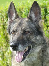 Laika zum Friedberger Schloß Laika zum Friedberger Schloß