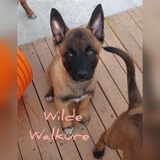 Wilde Walküre vom Holzhäuser Flur Wilde Walküre vom Holzhäuser Flur