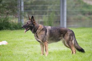 Prada von der Schiffslache Prada von der Schiffslache