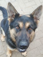 Delphi Canis Invictus Delphi Canis Invictus