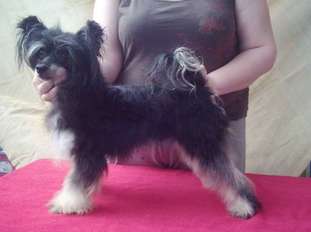 Dark Master Of Exotic Dog's Dark Master Of Exotic Dog's