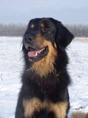 Pusztai-Pandur Quattro Pusztai-Pandur Quattro