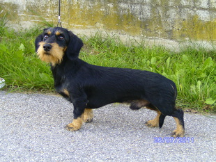 Paco von der Ruhrau Paco von der Ruhrau