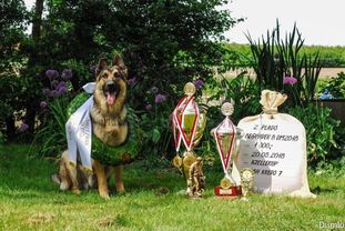 Aslan DK 12505/2017 (Dumlu) Aslan DK 12505/2017 (Dumlu)