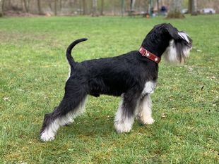 Wresley Elvis von Heichrina Wresley Elvis von Heichrina