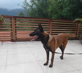 Fera Obediência Canina Fera Obediência Canina
