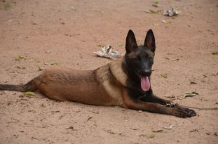 Jacaré von Bocão Malinois Jacaré von Bocão Malinois