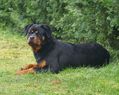 Shila von der Bogenheide