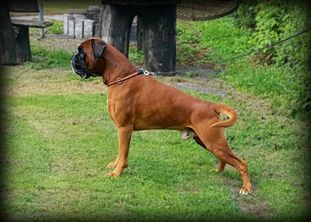 Laurin's Boxer Baldo Laurin's Boxer Baldo