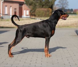 Nostra van de Donauhoeve Nostra van de Donauhoeve
