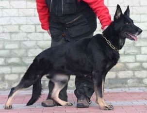 Ada Vlador Ada Vlador