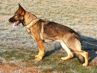 Jill von der Sandkautschneise Jill von der Sandkautschneise