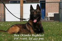 Kimbo Regulus