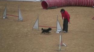 Yell Utelle vom Münzenberger Sheltiecamp Yell Utelle vom Münzenberger Sheltiecamp
