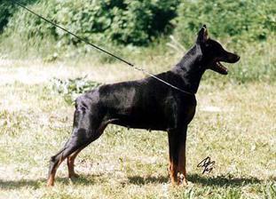 Trufa (LOE 542434) Trufa (LOE 542434)