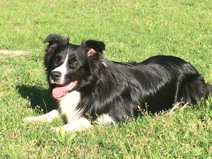 Joyful Dog Life ChayMo Heart of Fame Joyful Dog Life ChayMo Heart of Fame