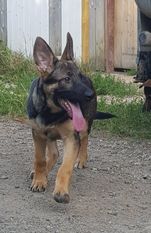 Isaro z Bukovanské osady Isaro z Bukovanské osady