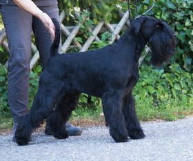 Ilko von der Talmühle Ilko von der Talmühle