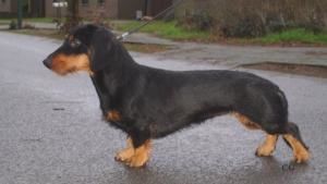Urmel von Camman Urmel von Camman