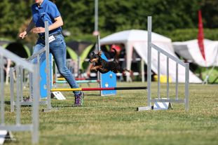 Raven vom Cronsbach Raven vom Cronsbach