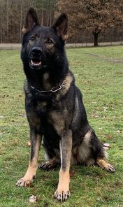 Fritz von den Koschis Fritz von den Koschis