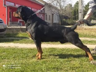 CR7 Rottweiler Bomber from Arsic CR7 Rottweiler Bomber from Arsic
