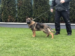 Bobeš Samova ríša Bobeš Samova ríša