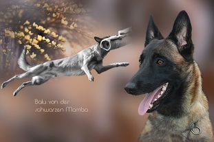 Balu von der schwarzen Mamba Balu von der schwarzen Mamba