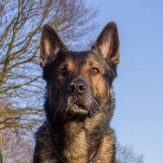 Dex aus der Wallapampa Dex aus der Wallapampa