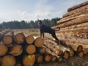 Thor vom Südharz Thor vom Südharz