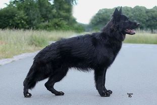 Falkor vom Weiner Drachen Falkor vom Weiner Drachen