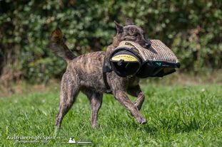 Hollandse Herder vom Holops Amazing Allana Hollandse Herder vom Holops Amazing Allana