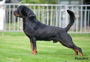 Beatelke Mako Beatelke Mako