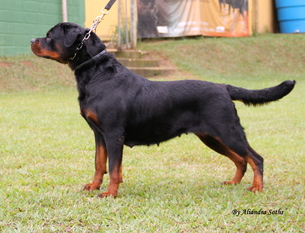 Valquiria Fart Black Champion Valquiria Fart Black Champion