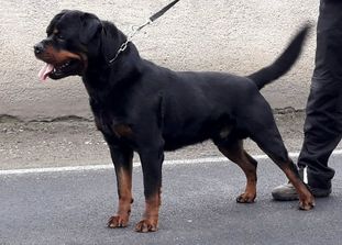 Lex vom Räuberweg Lex vom Räuberweg