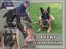 Lucky van het Dreiland