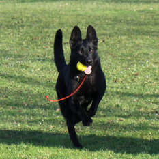 Cleo vom Nussbaumeck Cleo vom Nussbaumeck