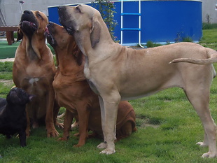 Belinda Reys Pride Kennel Belinda Reys Pride Kennel