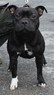 Aschley Sardo Dupet