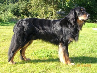 Addo vom Ostfriesenhof Addo vom Ostfriesenhof